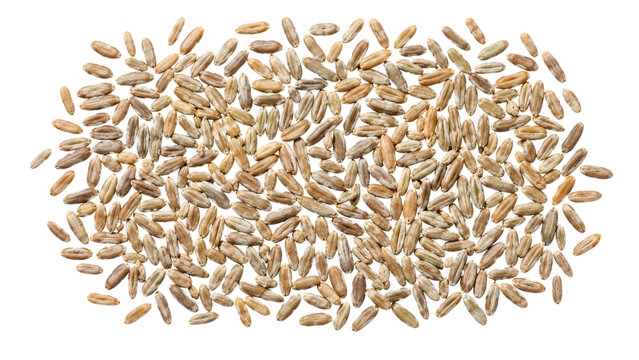 Rye Grain Kernels Pile Isolated on Transparent Background