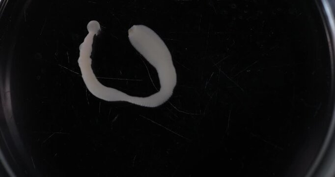 Cestode Larva (Cysticercus) and Strongyloides ratti Parasites in lab.