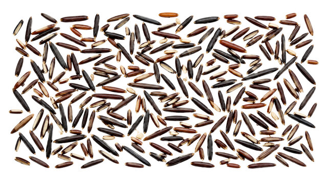 Wild Rice Grains Scattered on Transparent Background