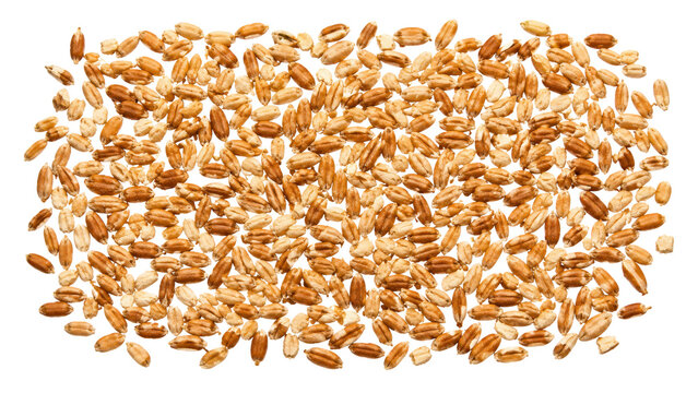 Whole Wheat Grains Scattered on Transparent Background