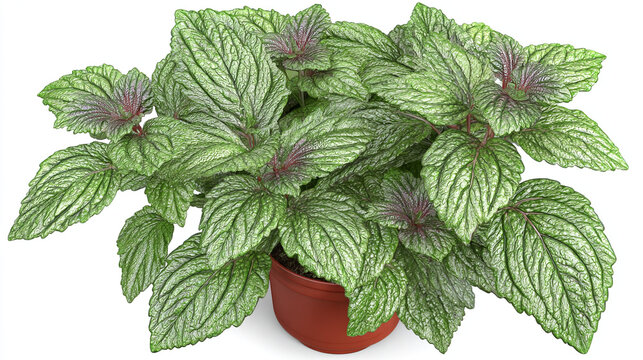 Healthy pilea cadierei aluminum plant with silvery foliage in brown terracotta pot