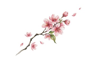 Fototapeta premium Watercolor illustration of a blooming cherry blossom branch with falling petals isolated on a white background