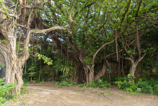 左に抜ける道のある公園のガジュマルの木々