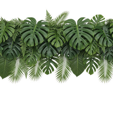 Green tropical monstera leaves border frame isolated on a transparent background