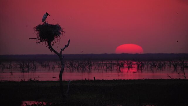 Jabiru stork silhouetted on its nest during the final moments of sunset in Ba&ntilde;ado La Estrella, Formosa. Dramatic wetland scenery with fading sunlight and calm reflections.