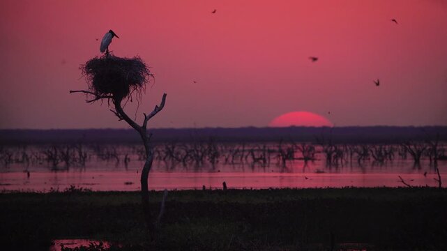 Silhouette of a Jabiru stork resting on its nest after sunset in Ba&ntilde;ado La Estrella, Formosa. Quiet wetland landscape as daylight fades into twilight across South America.