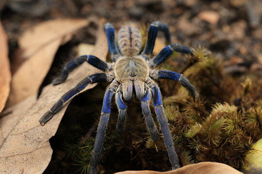 cobalt blue tarantula (Cyriopagopus lividus) ,
iridescent blue legs and light gray prosoma and opisthosoma, the latter of which may contain darker gray chevrons
THAILAND