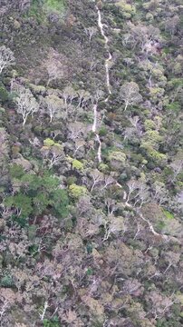 Aerial View of Hiking Trail Through Eucalyptus Forest in Wentworth Falls