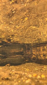 Underwater View of a Shallow Creek Bed in the Blue Mountains
