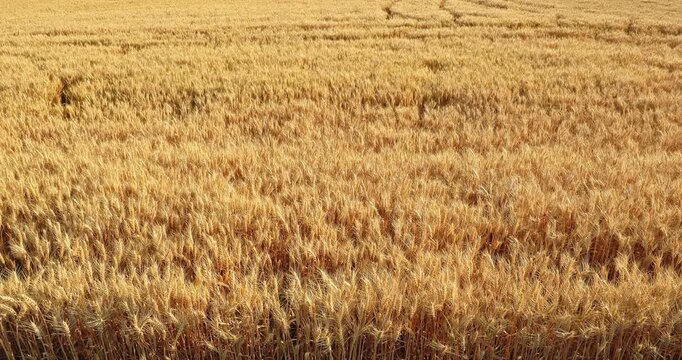 High angle view of a ripe golden wheat field ready for harvest