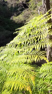 Sunlit Fern Fronds in Australian Temperate Rainforest