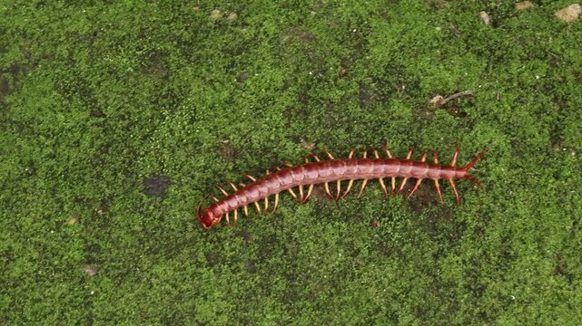 Red centipede arthropod crawling on green moss forest floor, long invertebrate crawl outdoors in natural habitat, macro close up insect on moss ground in woodland scene