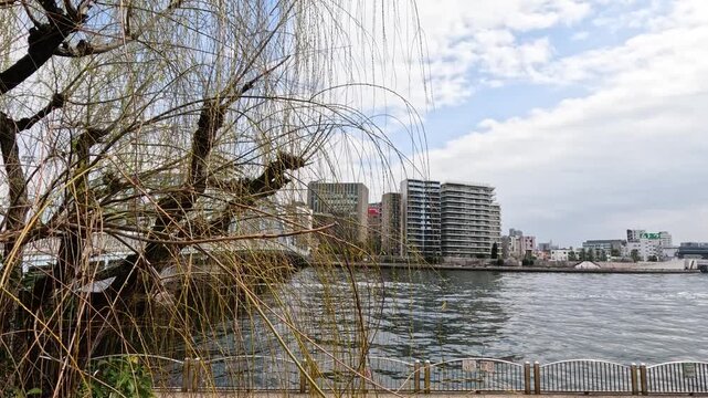 Willow Tree Overlooking Sumida River and Tokyo Cityscape