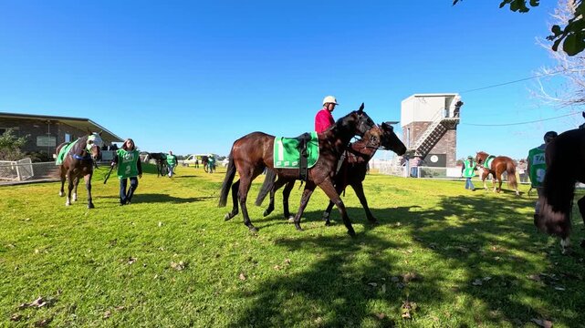 Thoroughbred Racehorses Walking in Sunny Paddock Before Race