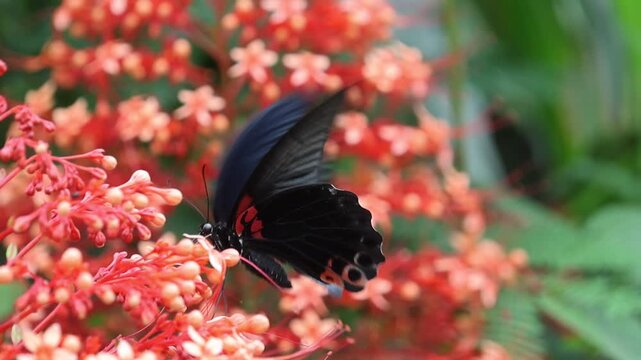 Red flower cluster with black butterfly blurred garden background, vibrant tropical bloom and green leaf scenery, black butterfly pink flower cluster, garden nectar scene with soft blur and tropical