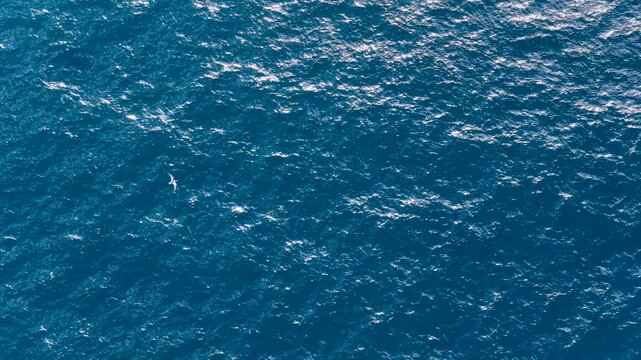 Aerial View of Seagull Flying Over Blue Pacific Ocean Water