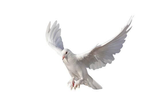 A white dove is a universal symbol representing peace, love, freedom, and purity. It is depicted isolated on transparent background.	