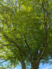 Fototapeta premium It is a large, old zelkova tree.