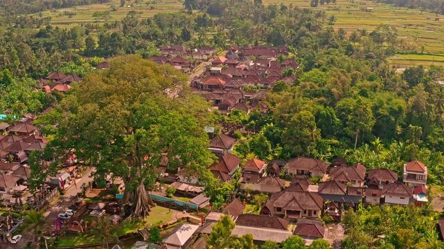 Bali Famous landmark and popular travel destination Bayan Ancient 700 years old Tree on nature background Bali, Indonesia 4K Aerial view