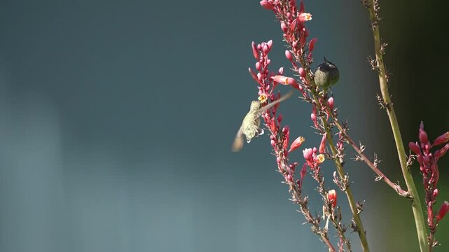 Hummingbird hover over pink flowers