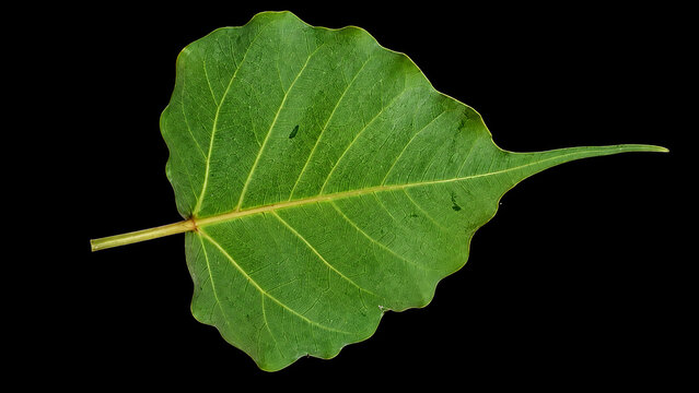 Single green heart shaped bodhi leaf ficus religiosa peepal tree with detailed veins isolated on black for spiritual nature botany design element