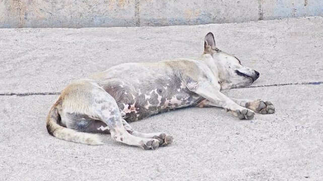 Stray Dog Resting on the Ground with Gentle Breathing