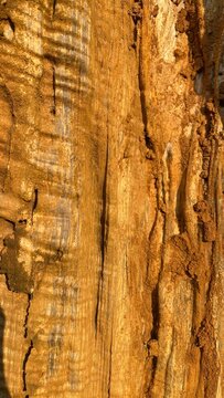 tree bark texture