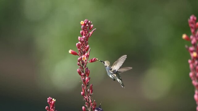 Hummingbird hover over pink flowers