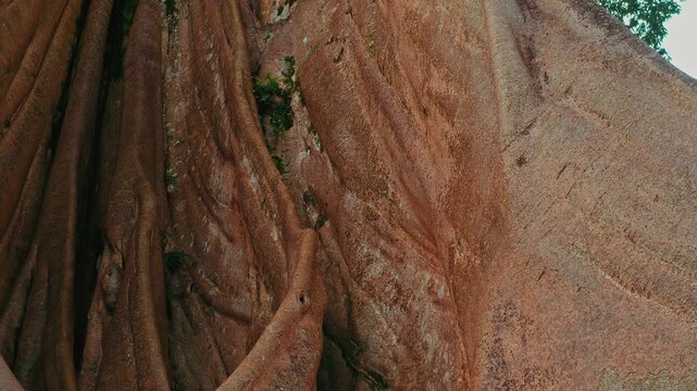 Bali Famous landmark and popular travel destination Bayan Ancient 700 years old Tree on nature background Bali, Indonesia 4K Aerial view
