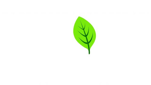 Single cartoon leaf swirling smoothly down isolated on clear background Prores Alpha 4K 60 fps