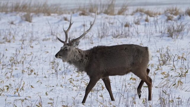 male elk in the winter woods