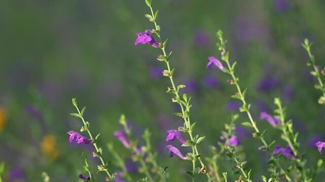 lavender flowers in the field