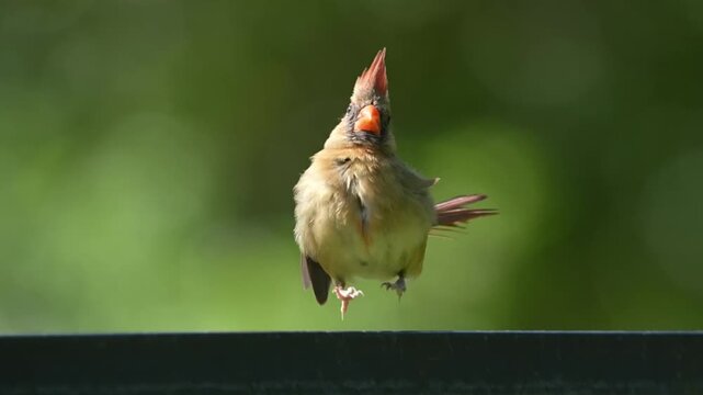Beautify female cardinal on branches