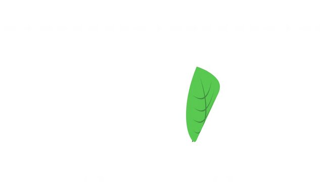 Vibrant green botanical leaf fluttering down gracefully on alpha channel Prores Alpha 4K 60 fps