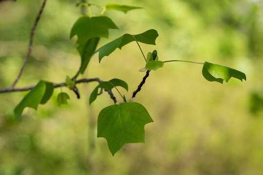 Botanical close-up of tulip tree highlighting the species' distinctive four-lobed foliage. Liriodendron tulipifera L. (tulip tree, tuliptree) fresh spring leaves on a deciduous tree branch. 