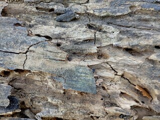 Fototapeta premium Weathered wood shows deep cracks and layered texture