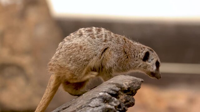 Alert Meerkat Climbing and Sitting on Log in Profile