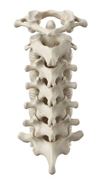Detailed anatomical model of the human cervical spine showing neck vertebrae.