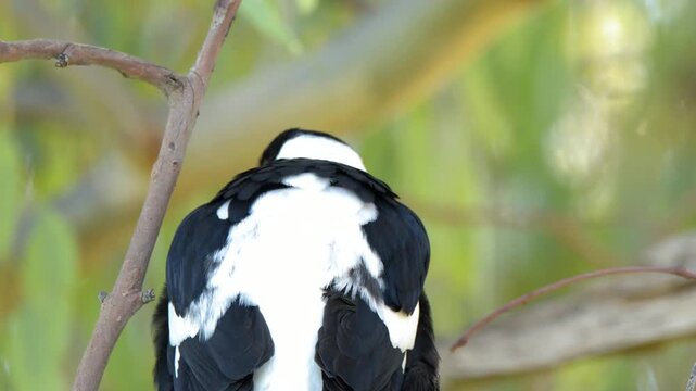 Australian Magpie Perched on Eucalyptus Branch in Gunnedah