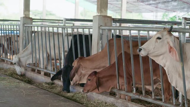 Cows eating grass behind metal feeding fence in modern cattle farm.