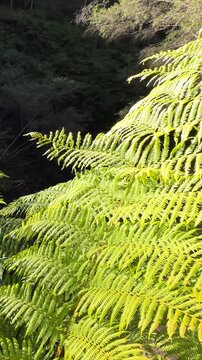 Sunlit Green Fern Fronds in Australian Temperate Rainforest