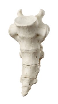 Anatomical rendering of the human sacrum bone, a key component of the vertebral column and pelvis.