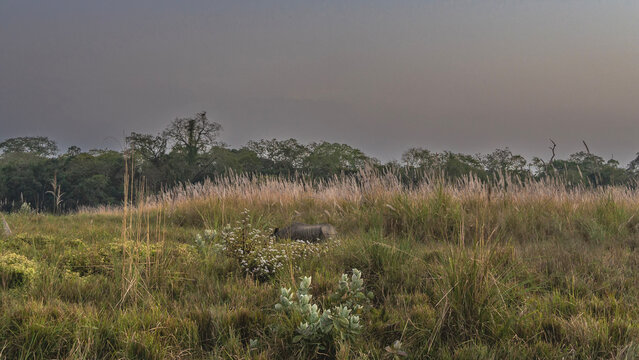 A wild rhino grazes in a meadow in the jungle. The animal wanders in the tall grass, among wildflowers. Evening twilight. Nepal. Chitwan National Park.