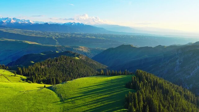 Aerial view of lush green meadows and spruce forests on mountain slopes with snow-capped peaks in the background, Kalajun Grassland, Ili, Xinjiang, China