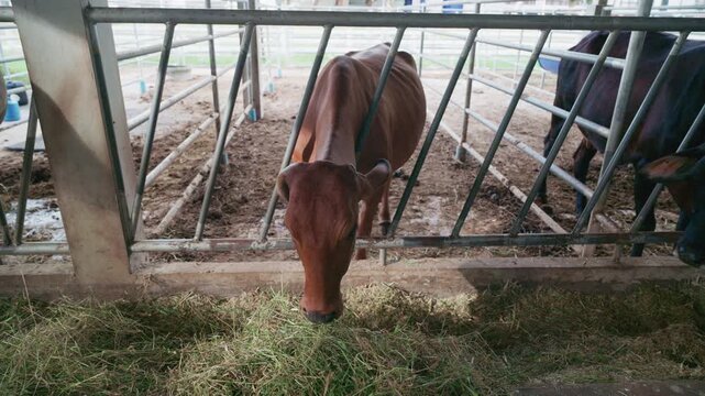 Cows eating grass behind metal feeding fence in modern cattle farm.