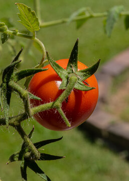 Red tomato on the vine 