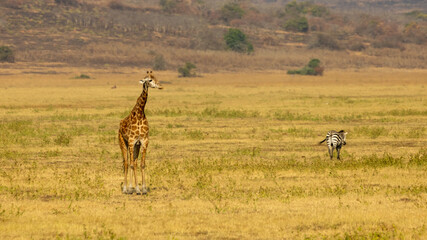 Obraz premium Giraffe and Zebra on the Savanna Grassland of Akagera National Park, Rwanda
