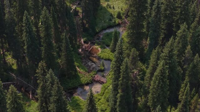 Aerial of dense coniferous forest and winding stream in Boise National Forest in summer near Cascade Idaho