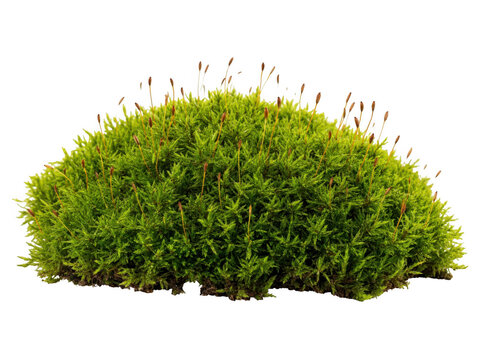 Fresh green moss clump with botanical bryophyte vegetation close-up isolated on transparent background