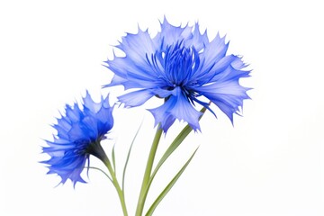Obraz premium Cornflower blossom petal plant.